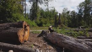 Seasonal Cleanup (Spring/Fall) in Waterville, WA