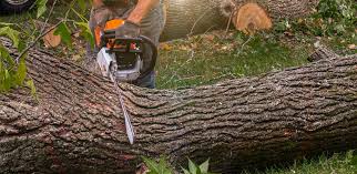 Professional Tree Care Services in Waterville, WA