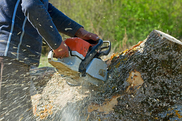 How Our Tree Care Process Works  in  Waterville, WA